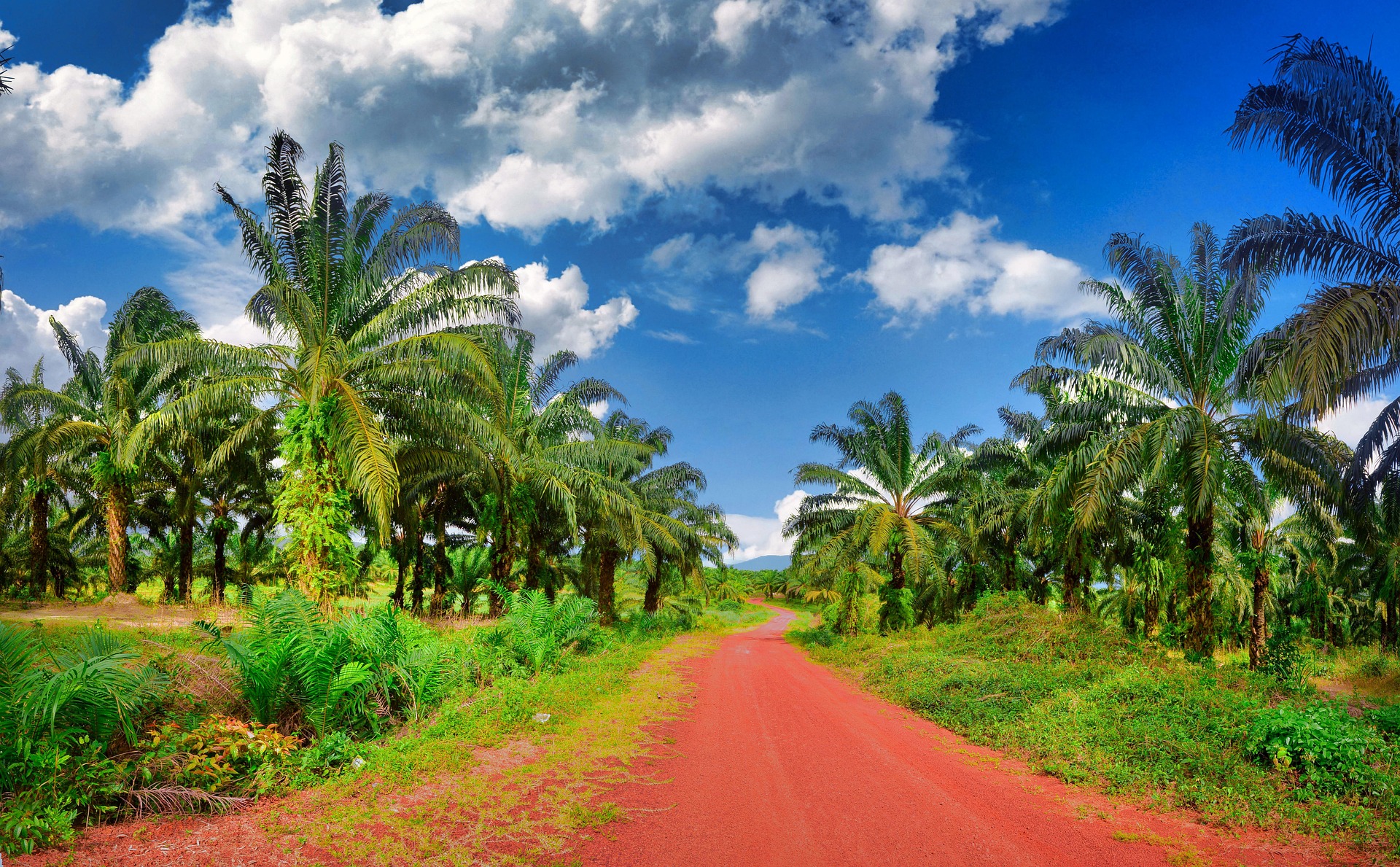 aturan perpajakan perkebunan kelapa sawit